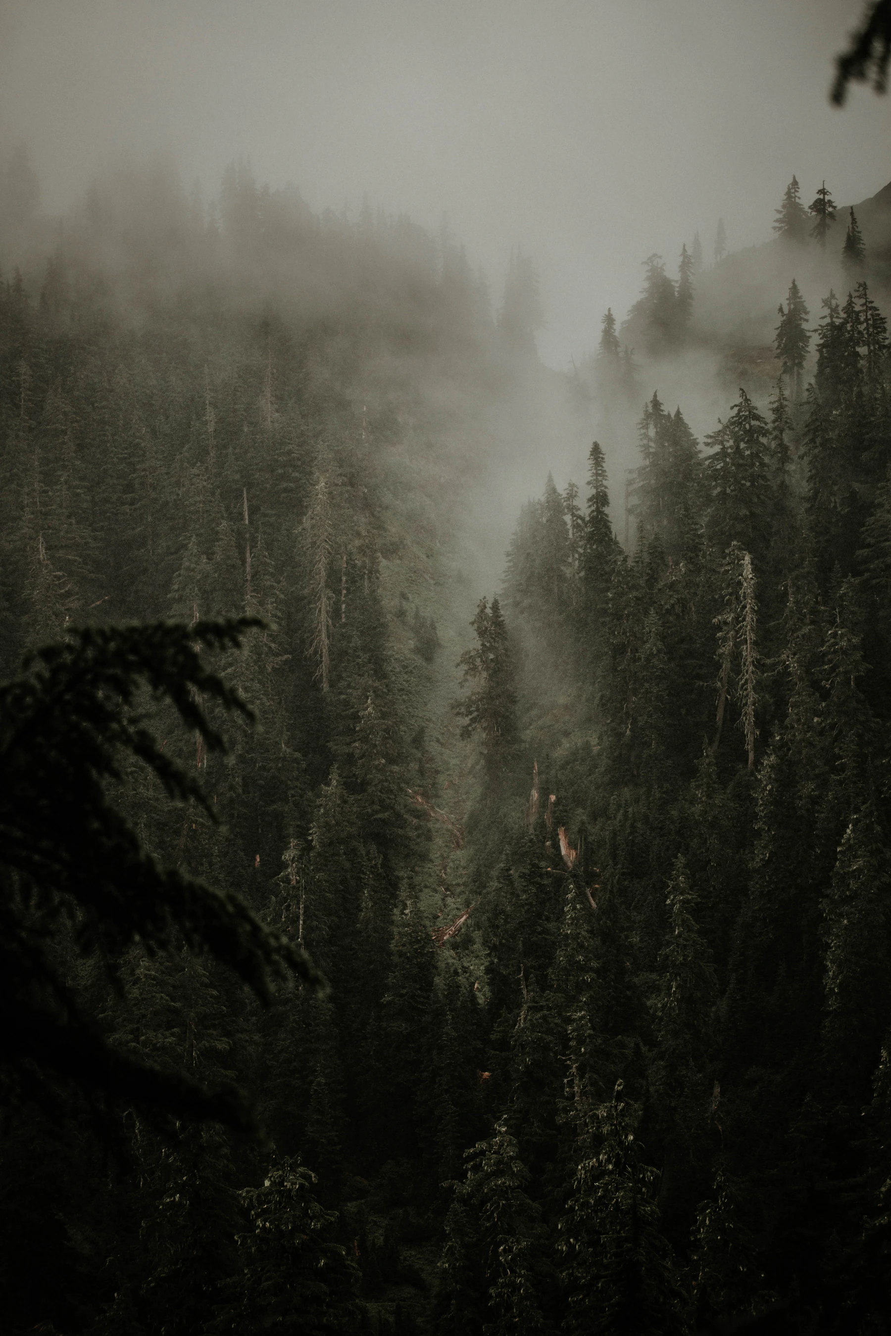 Deep evergreen slopes surrounding a fog-filled valley in Washington’s North Cascades.