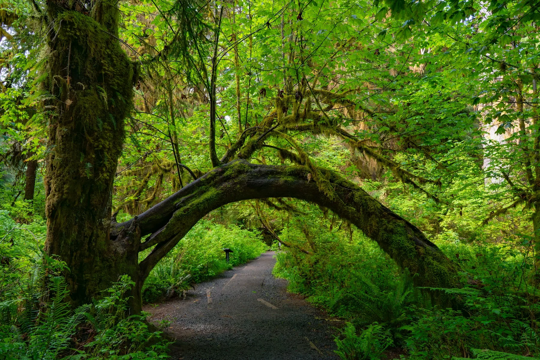 A moss-covered tree arching over a quiet trail in the Hoh Rain Forest.