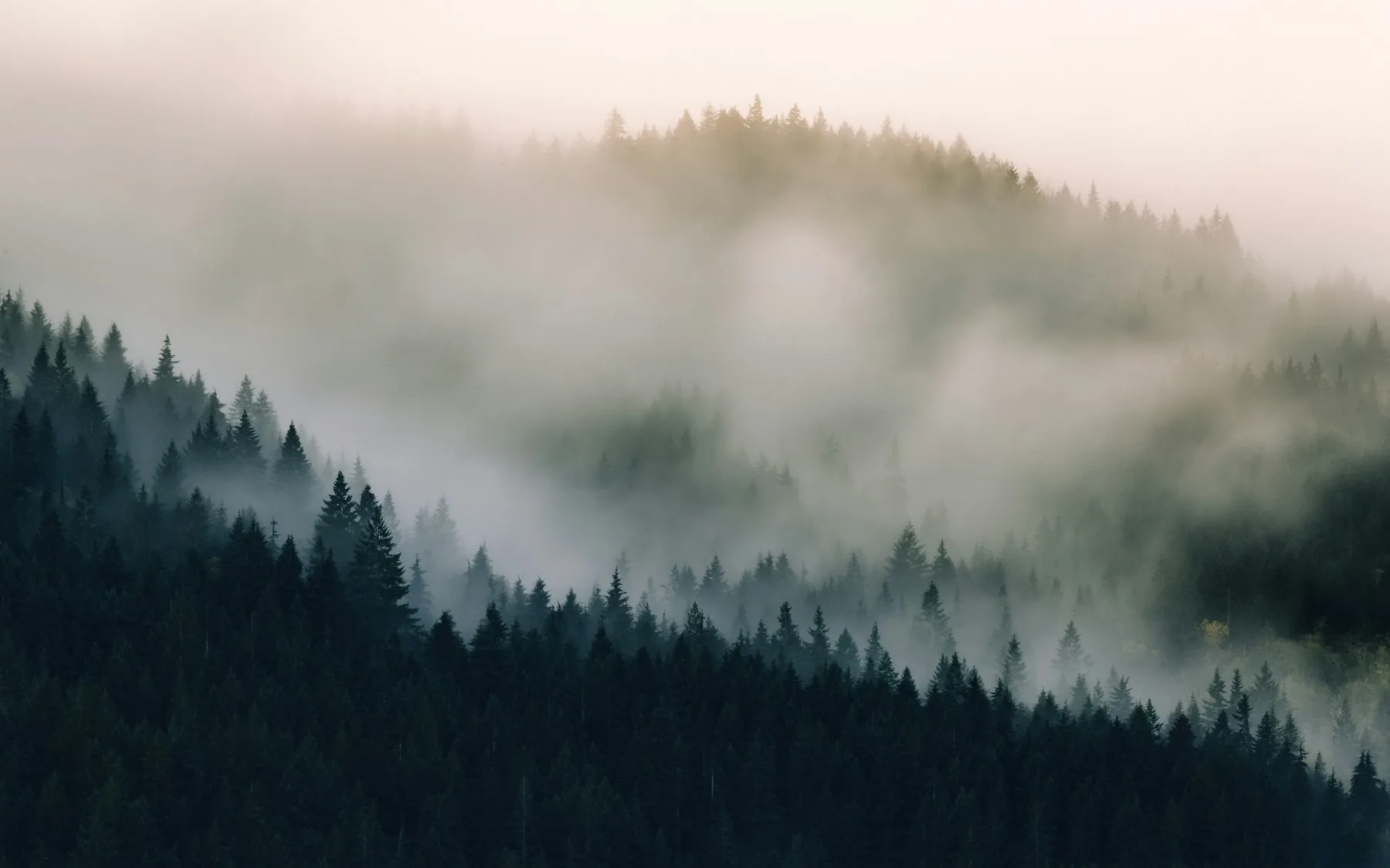 Evergreen ridges emerging through drifting clouds in Issaquah, Washington.