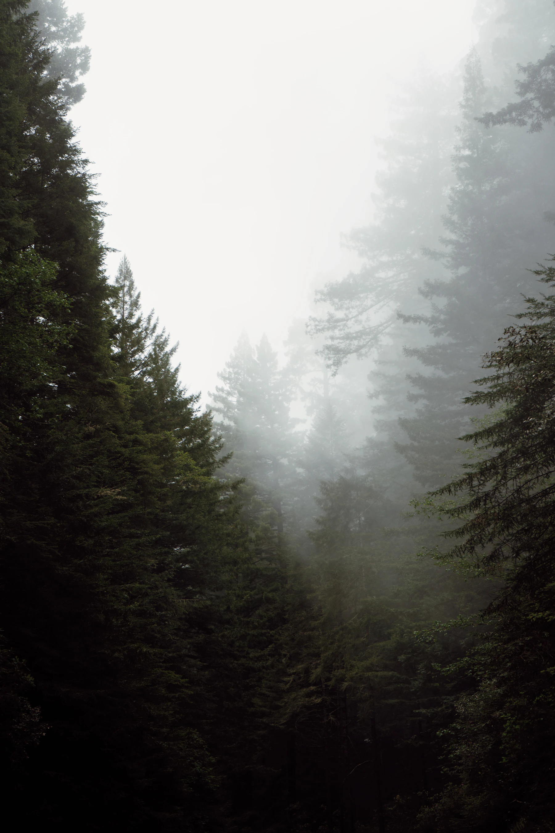 Tall Oregon evergreens fading into soft layers of forest fog.