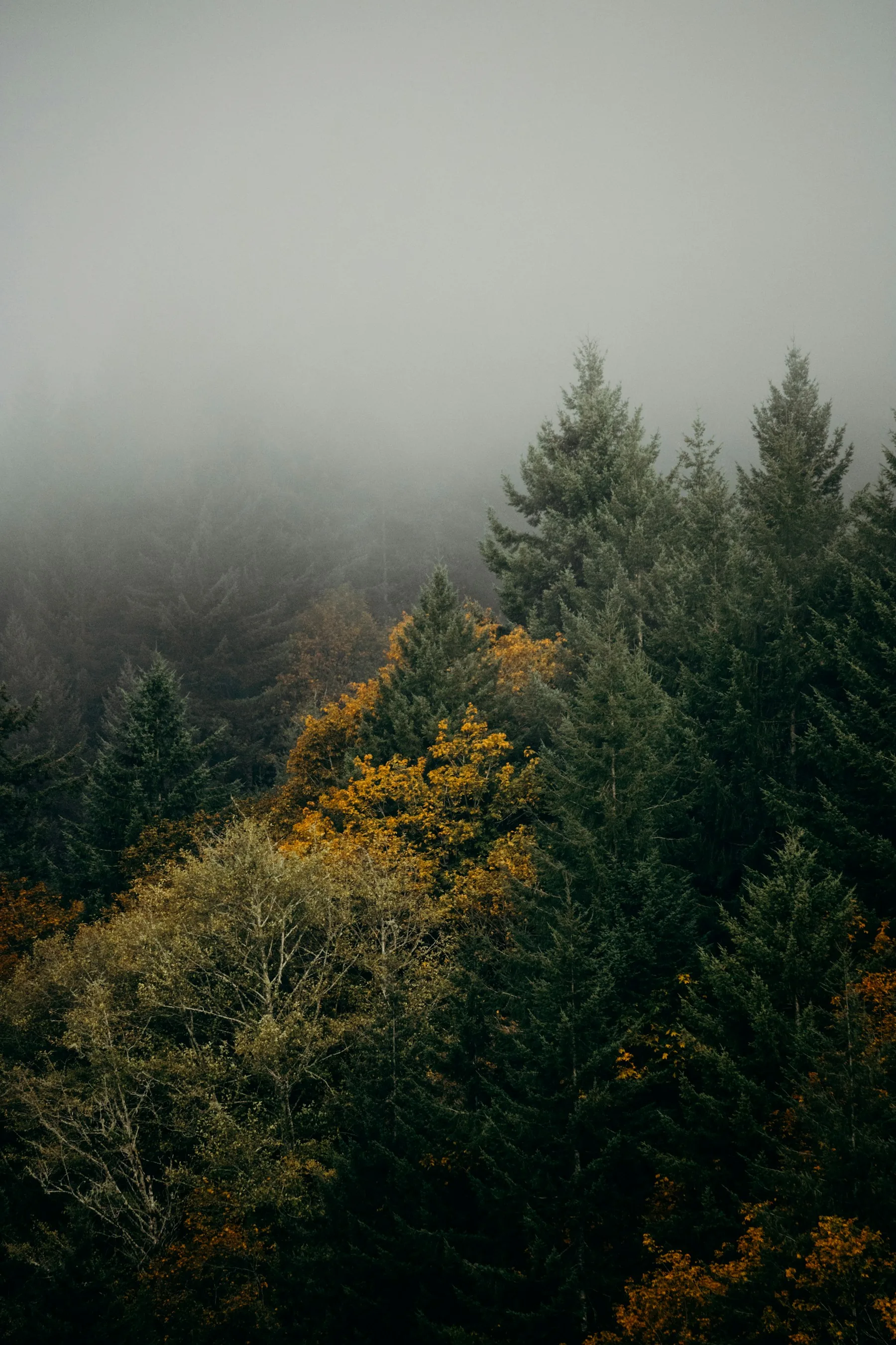 Deep green evergreens and golden autumn leaves beneath soft Oregon fog.