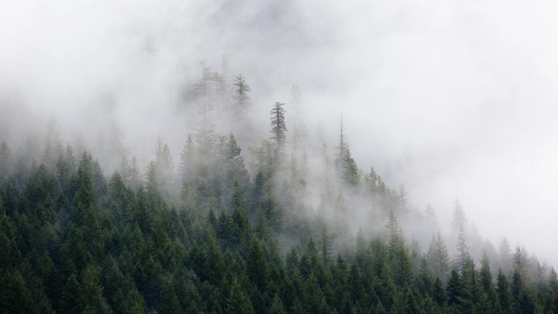Low mist drifting through a dense evergreen canopy near North Bend, Washington.