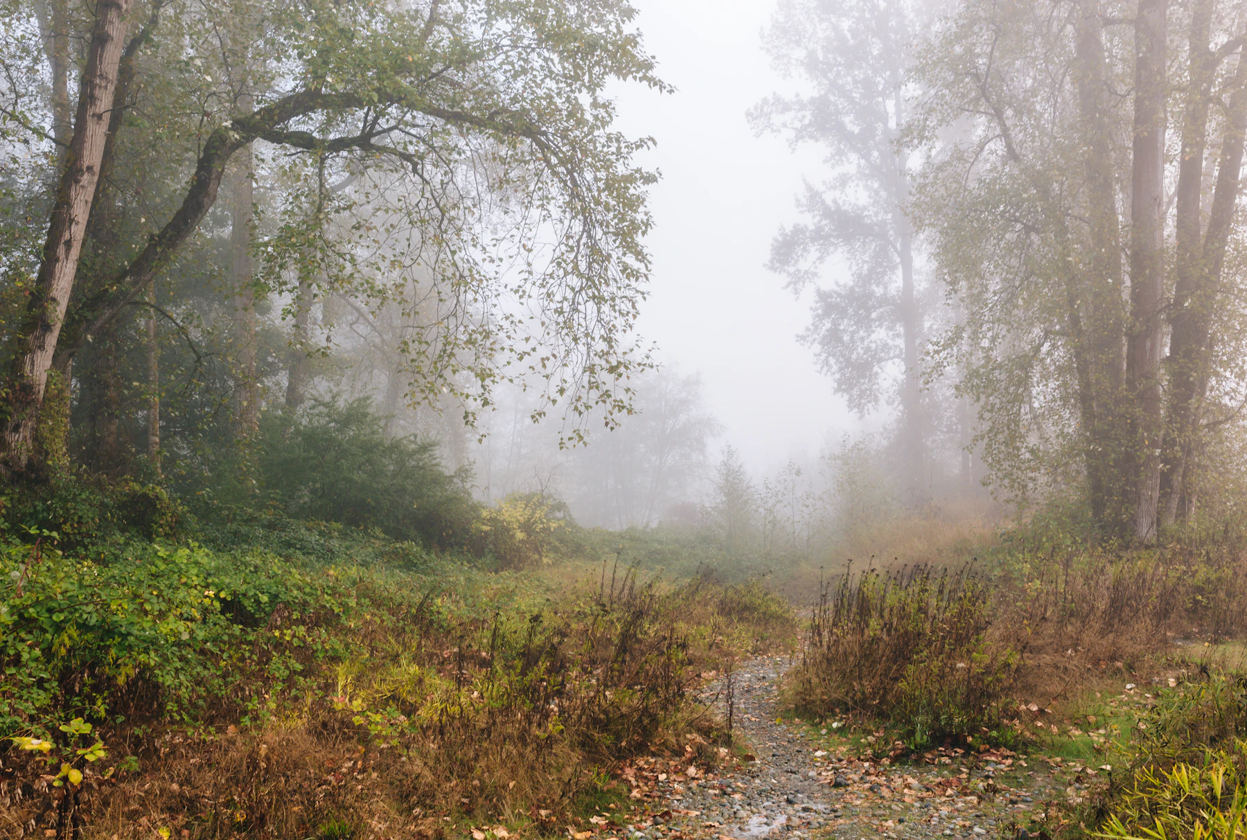 A quiet woodland path disappearing into morning fog at Chinook Bend, Washington.